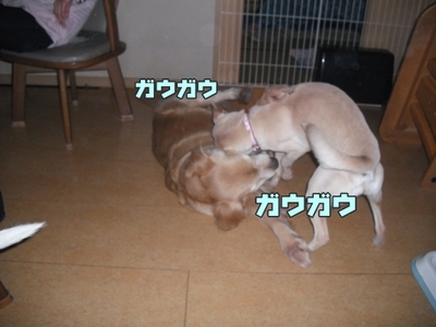 1さくら家06.jpg