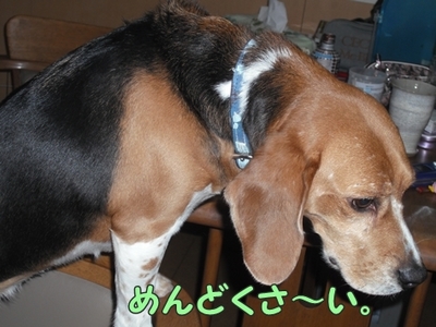 1さくら家08.jpg