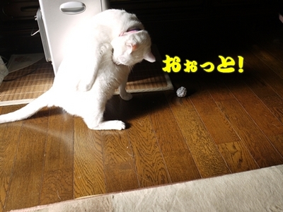 1さくら家12.JPG