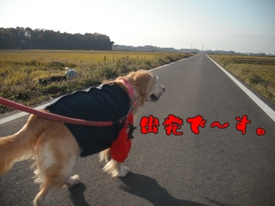 1しこふんじゃった2.jpg