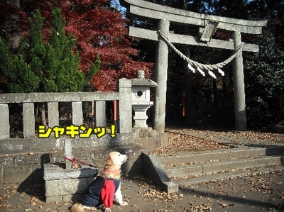 1しこふんじゃった6.jpg