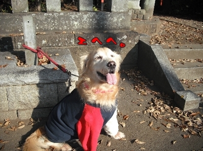 1しこふんじゃった7.jpg