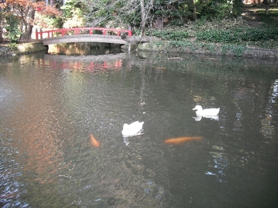 1しこふんじゃった9.jpg
