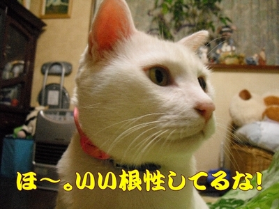 1どまんなか100.jpg