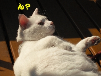 1なに3jpg.jpg