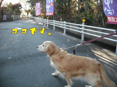 1ゆば14.jpg
