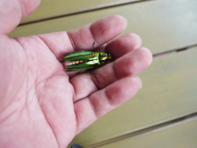 1タマムシ01.jpg