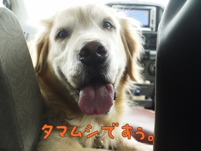 1タマムシ04.jpg