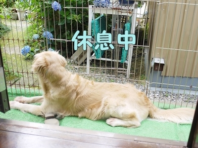 1タマムシ07.jpg