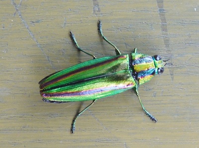 1タマムシ08.jpg