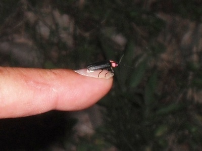 1タマムシ09.jpg