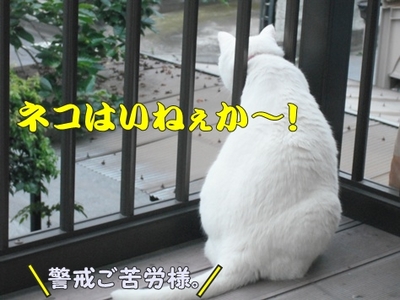 1タマムシ10.jpg