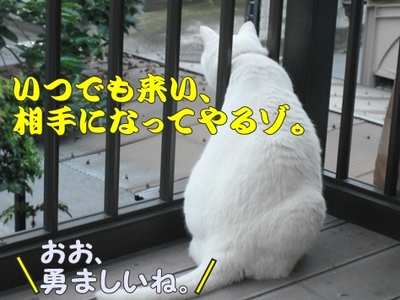 1タマムシ11.jpg