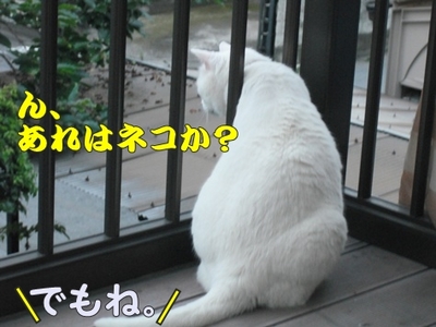 1タマムシ12.jpg