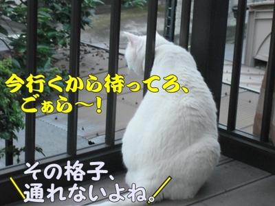 1タマムシ13.jpg
