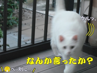 1タマムシ14.jpg