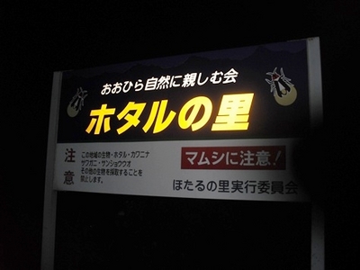 1タマムシ15.jpg