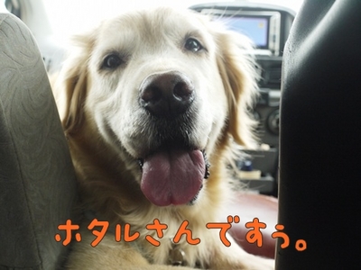 1タマムシ16.jpg