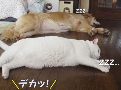 1トリック01.jpg