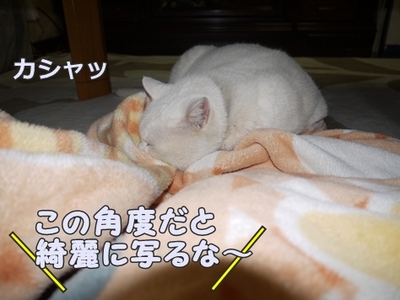 1トリミング225.jpg