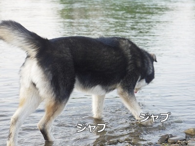 1プーちゃん12.jpg