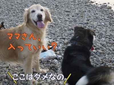 1プーちゃん14.jpg