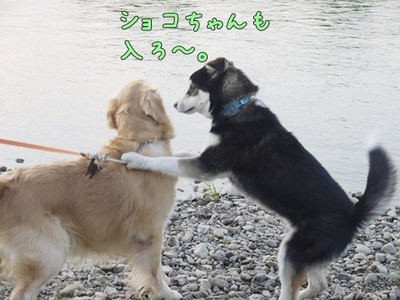 1プーちゃん16.jpg