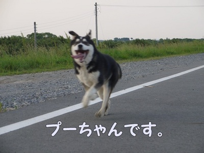 1プーちゃん17.jpg
