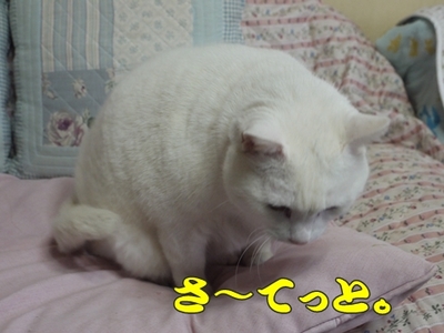 1ホーーケキョ21.jpg