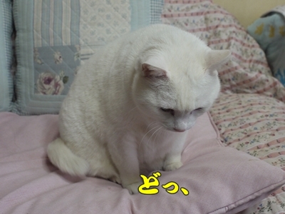 1ホーーケキョ22.jpg