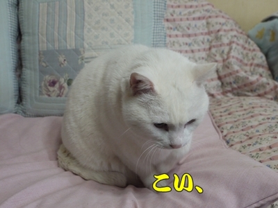 1ホーーケキョ23.jpg