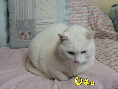 1ホーーケキョ24.jpg