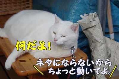 1永野川15.jpg
