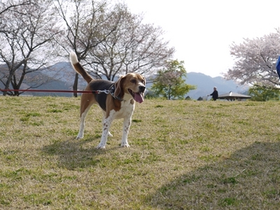 1永野川19.jpg