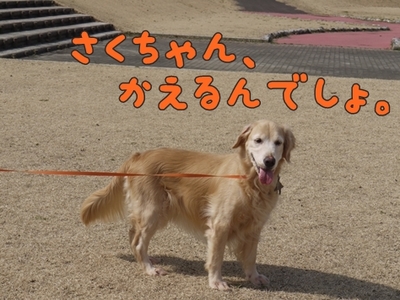 1公園復帰309.jpg