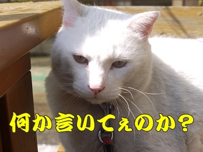 1公園復帰319.jpg