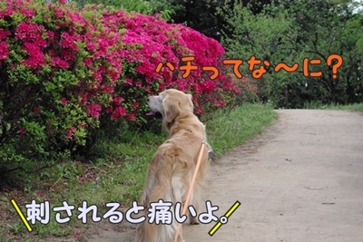 1暑い暑い206.jpg