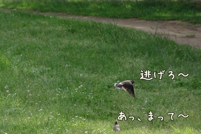 1暑い暑い209.jpg