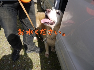 1暑い暑い217.jpg