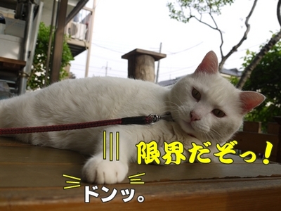 1暑い暑い219.jpg