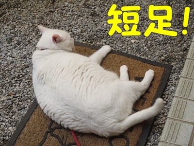 1城跡14.jpg