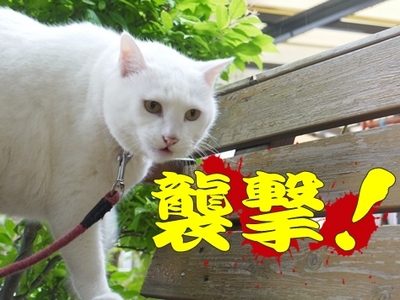 1城跡15.jpg