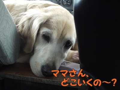 1大前神社02.jpg