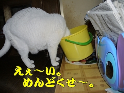 1大前神社19.jpg