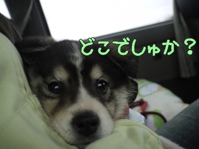 1大平03.jpg