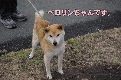 1大平04.jpg