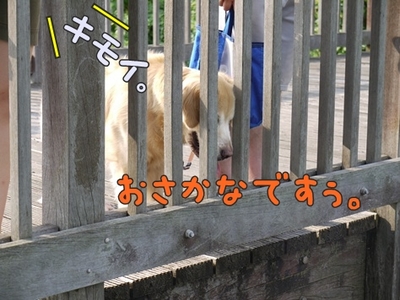 1娘とわんぱく09.jpg