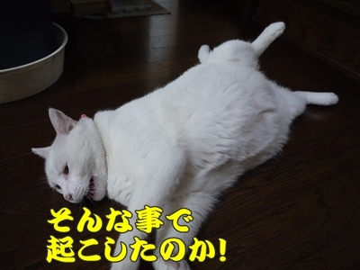 1娘とわんぱく40.jpg