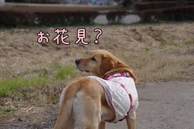 1サラダバー02.jpg