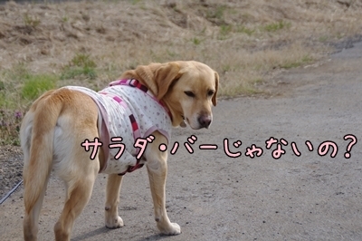 1サラダバー03.jpg